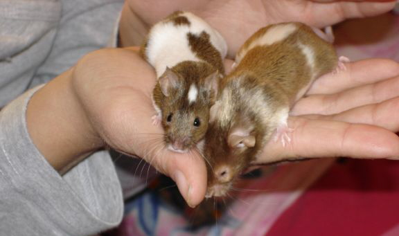 Lilli+Limmi